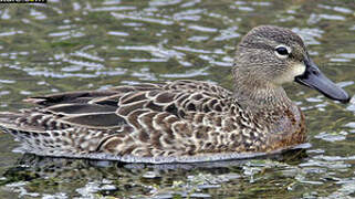 Blue-winged Teal