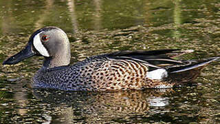 Blue-winged Teal