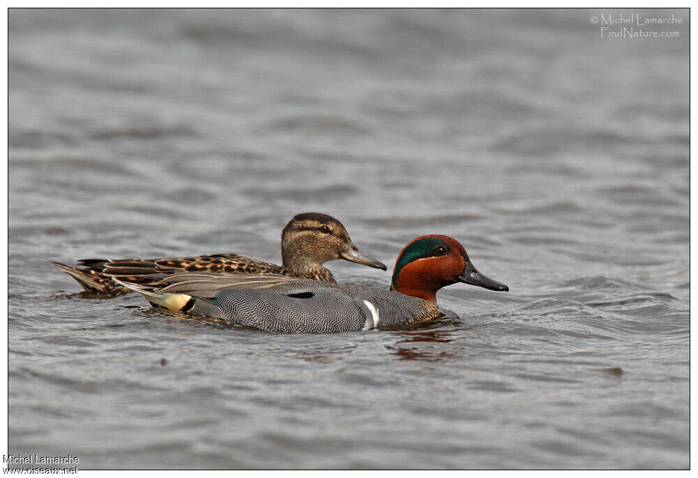 Green-winged Tealadult breeding