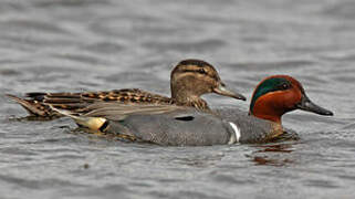 Green-winged Teal