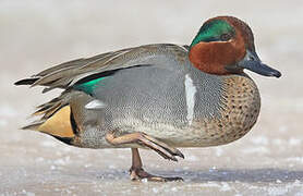 Green-winged Teal