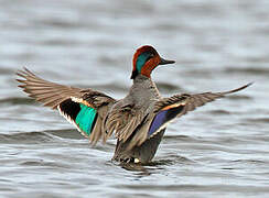 Green-winged Teal