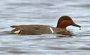 Green-winged Teal