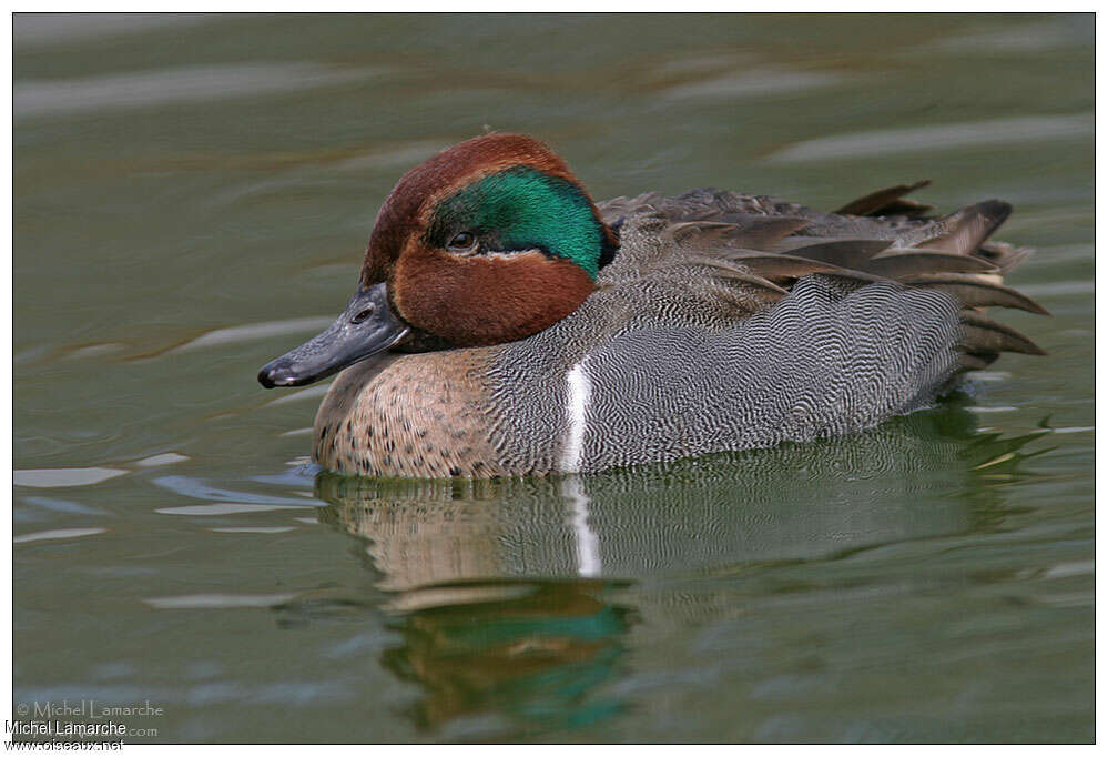 Green-winged Teal male adult breeding