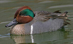 Green-winged Teal