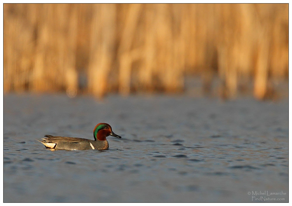 Green-winged Teal male adult breeding