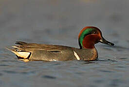 Green-winged Teal