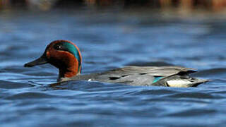 Green-winged Teal