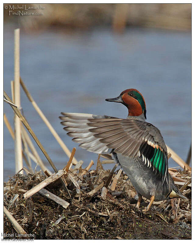 Green-winged Teal male adult breeding, aspect, pigmentation