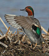 Green-winged Teal