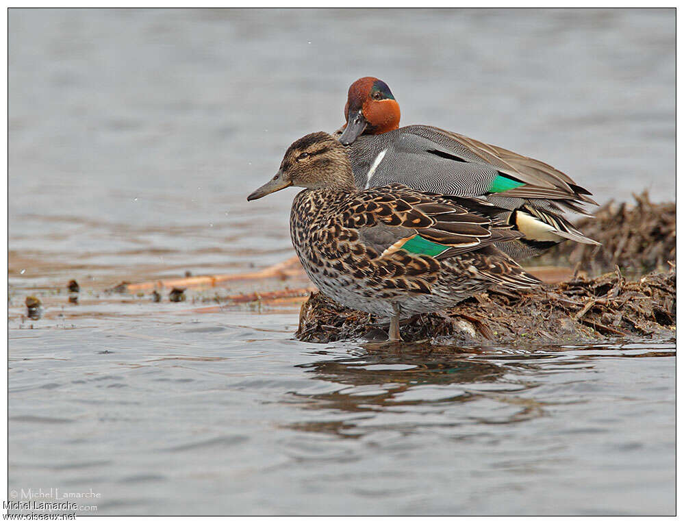 Green-winged Tealadult breeding, pigmentation