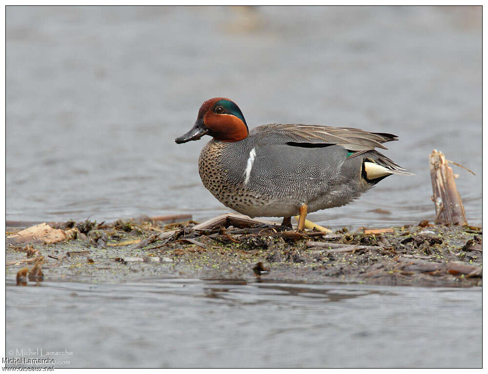 Green-winged Teal male adult breeding, identification