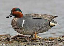 Green-winged Teal