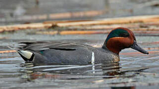 Green-winged Teal