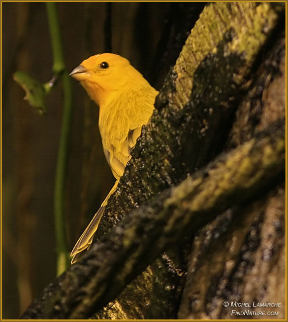 Saffron Finch