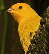 Saffron Finch