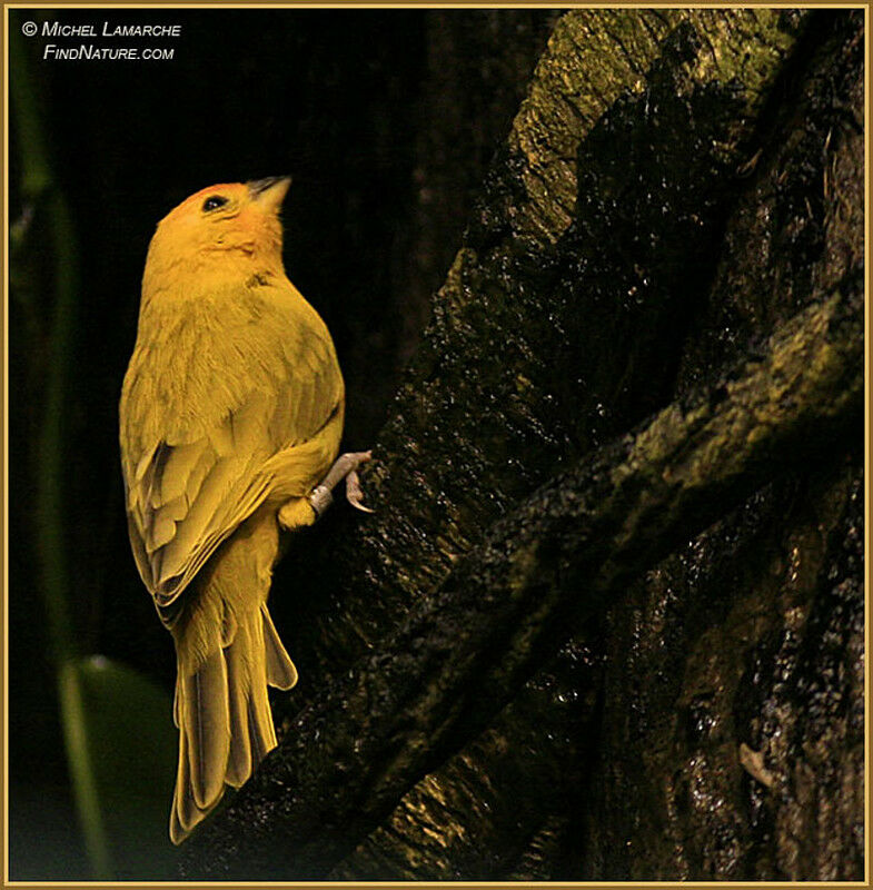 Saffron Finch