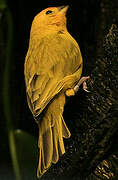 Saffron Finch