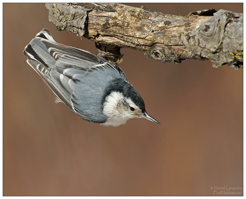 White-breasted Nuthatch