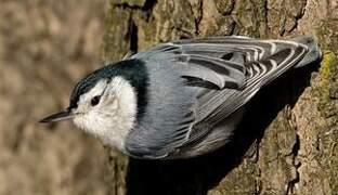 White-breasted Nuthatch