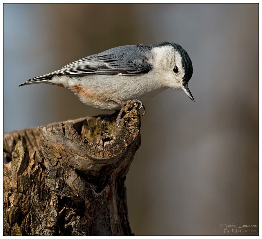 Sittelle à poitrine blanche