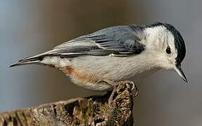 White-breasted Nuthatch