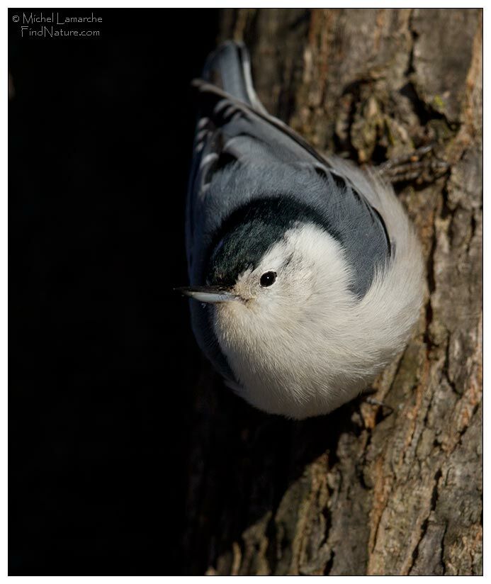 White-breasted Nuthatch