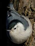 White-breasted Nuthatch