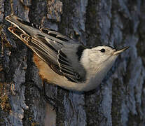 White-breasted Nuthatch