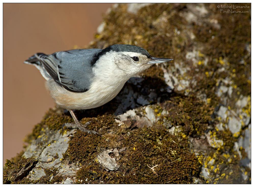 White-breasted Nuthatch