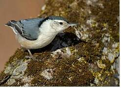 White-breasted Nuthatch