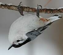 White-breasted Nuthatch