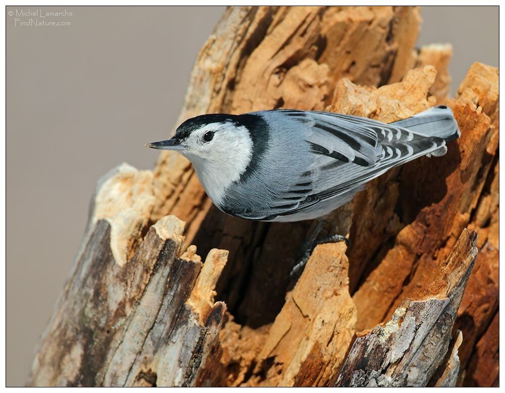 White-breasted Nuthatch