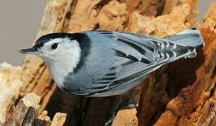 White-breasted Nuthatch