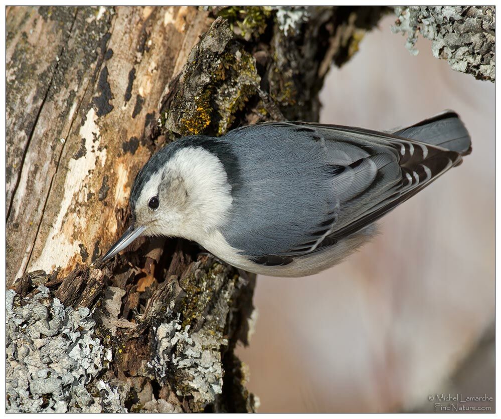 White-breasted Nuthatch