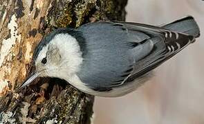 White-breasted Nuthatch