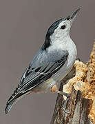 White-breasted Nuthatch