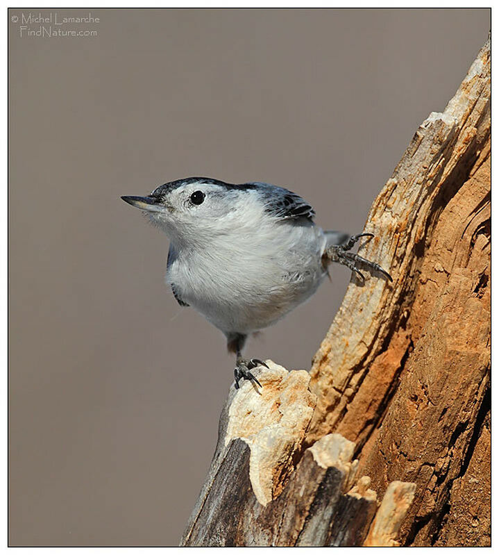 White-breasted Nuthatch