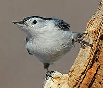 White-breasted Nuthatch