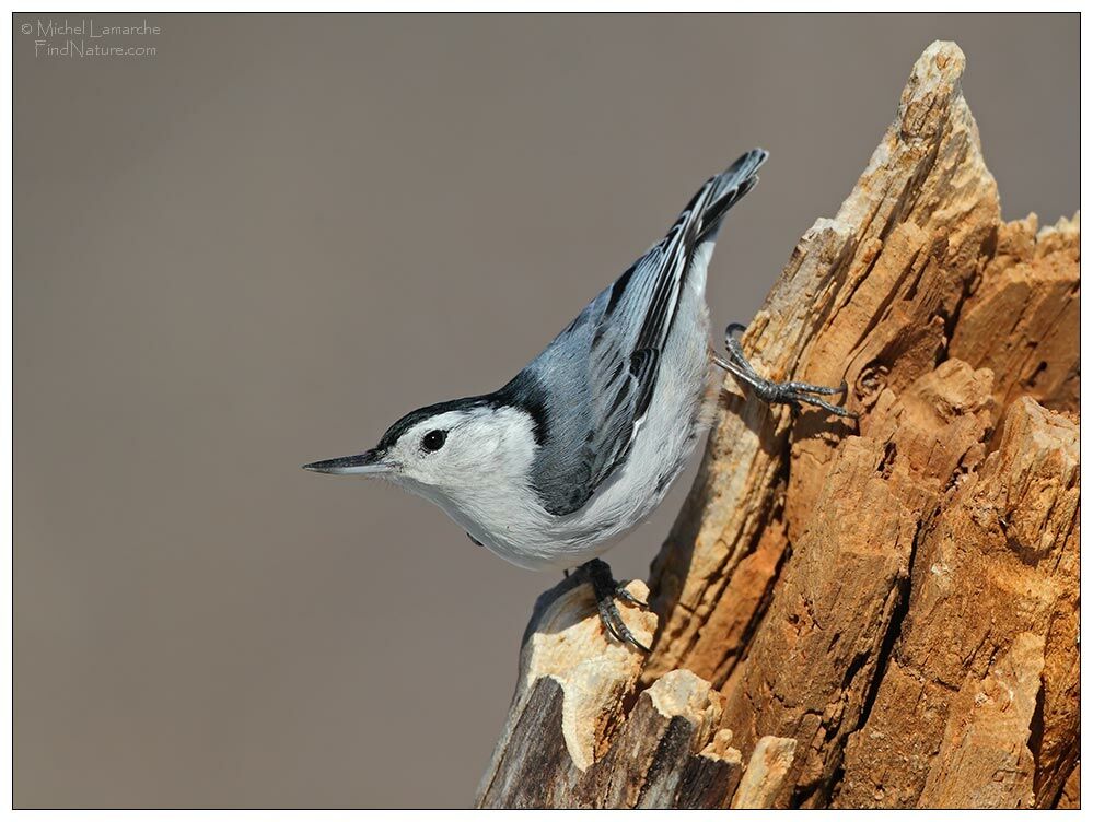 White-breasted Nuthatch