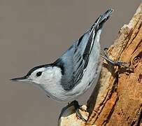 White-breasted Nuthatch