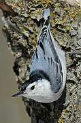 White-breasted Nuthatch