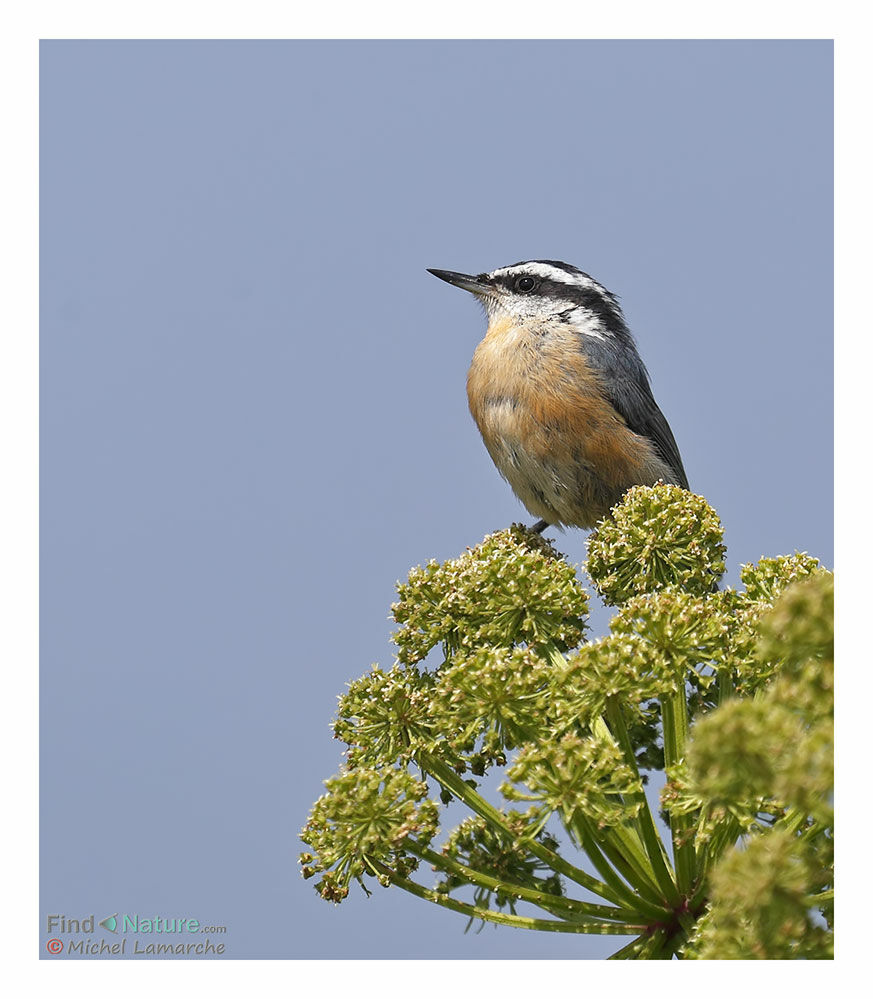 Red-breasted Nuthatch