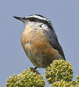 Red-breasted Nuthatch