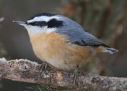 Red-breasted Nuthatch