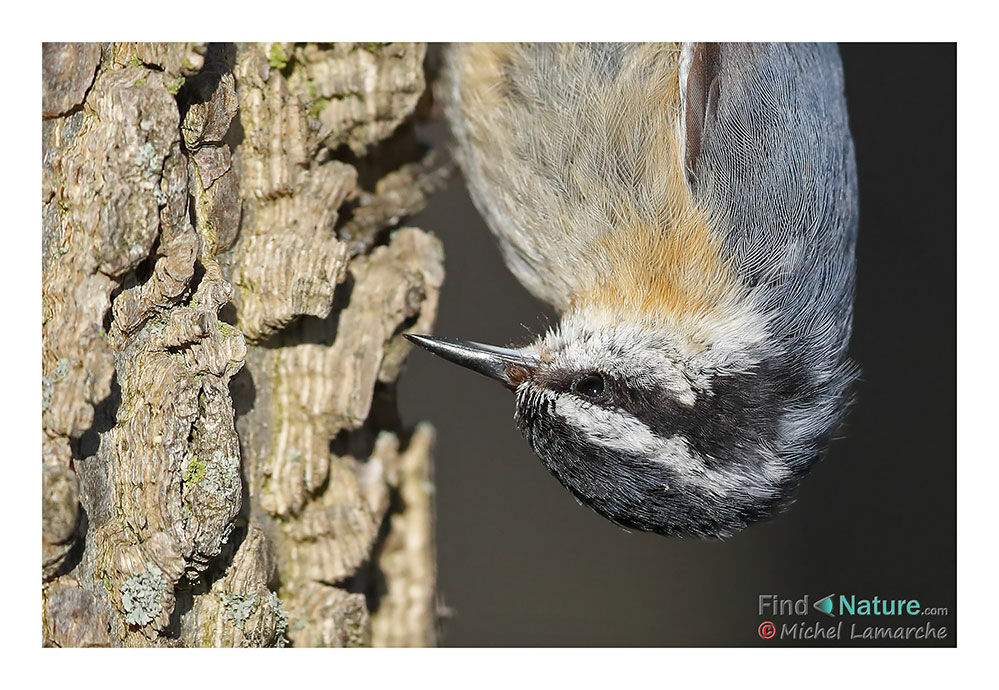 Red-breasted Nuthatch