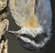 Red-breasted Nuthatch