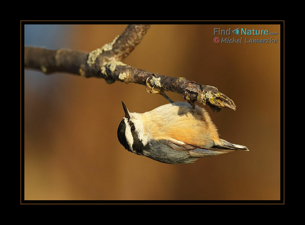 Red-breasted Nuthatch