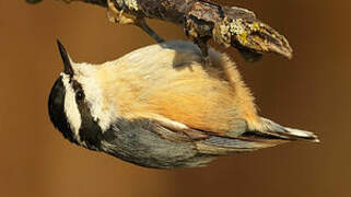 Red-breasted Nuthatch