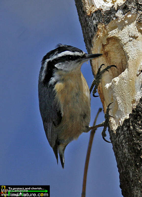 Red-breasted Nuthatch male adult, Reproduction-nesting